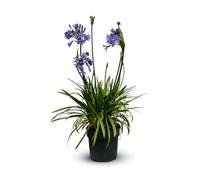 Attitude Jardin - Agapanthe - agapanthus africanus - plante méditerranéenne - 60-70 cm - ⌀ 19 cm - plante d'extérieur - fleur bleue