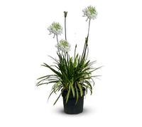 Attitude Jardin - Agapanthe - agapanthus africanus - plante méditerranéenne - 60-70 cm - ⌀ 19 cm - plante d'extérieur - fleur blanche