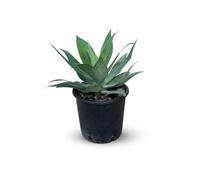 Attitude Jardin - Agave attenuata - 30-40 cm - ⌀ 24 cm - cactus et plantes grasses