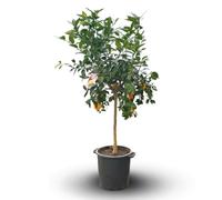 Attitude Jardin - Attitude Jardin - Citronnier Meyer - Citrus meyeri - agrume méditerranéen - Arbre fruitier - 170-190 cm - ⌀ 35 cm