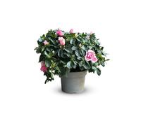 Attitude Jardin - Azalée indica - plante d'intérieur - 40-50 cm - ⌀ 18 cm - fleur rose
