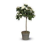 Attitude Jardin - Azalée Indica Tige - Plante d'intérieur - 70-80 cm - ⌀ 19 cm - Fleur Blanche