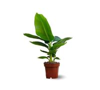 Attitude Jardin - Bananier musa - plante d'intérieur & extérieur - 30-40 cm - ⌀ 12 cm - purificateur d'air