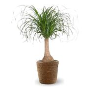Attitude Jardin - Beaucarnea recurvata avec panier en jonc de mer - pied d'éléphant - 90-100 cm - ⌀ 22 cm - plante d'intérieur