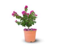 Attitude Jardin - Bougainvillier mini thaï - plante fleurie - 40-50 cm - ⌀ 19 cm - plante d'extérieur