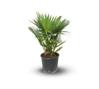 Attitude Jardin - Chamaerops Humilis Vulcano - palmier nain - 80-90 cm - ⌀ 24 cm - plante d'extérieur