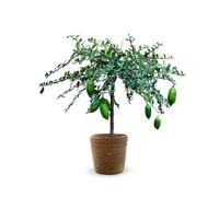 Attitude Jardin - Citron caviar jaune avec panier en jonc de mer - microcitrus australasica - agrume méditerranéen - arbre fruitier - 75-85 cm - ⌀ 25 cm