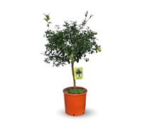 Attitude Jardin - Citron caviar lune - microcitrus australasica - agrume méditerranéen - arbre fruitier - 75-85 cm - ⌀ 22 cm
