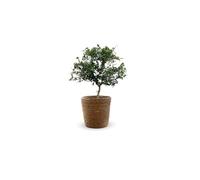 Attitude Jardin - Citron caviar rouge avec panier en jonc de mer - microcitrus australasica - agrume méditerranéen - arbre fruitier - 50-60 cm - ⌀ 22 cm