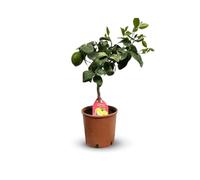Attitude Jardin - Citronnier Limon - citrus limon - agrume méditerranéen - arbre fruitier - 50-60 cm - ⌀ 20 cm