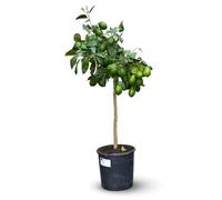 Attitude Jardin - Citronnier meyer - citrus meyeri - agrume méditerranéen - arbre fruitier - 120-130 cm - ⌀ 24 cm