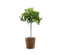 Attitude Jardin - Clémentinier avec panier en jonc de mer - Citrus clementina - agrume méditerranéen - arbre fruitier - 75-85 cm - ⌀ 25 cm