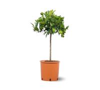 Attitude Jardin - Clémentinier - citrus clementina - agrume méditerranéen - arbre fruitier - 75-85 cm - ⌀ 22 cm