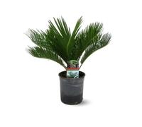 Attitude Jardin - Cycas revoluta - palmier - 50-60 cm - ⌀ 15 cm - plante d'extérieur