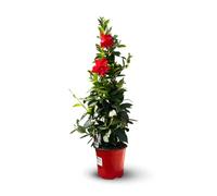 Attitude Jardin - Dipladenia pyramide - Mandevilla - plante fleurie - 70-80 cm - ⌀ 17 cm - plante d'extérieur - fleur rouge