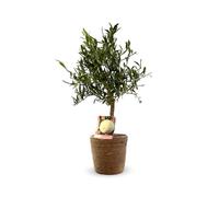 Attitude Jardin - Eremorange avec panier en jonc de mer - citrus × sinensis - agrume méditerranéen - arbre fruitier - 75-85 cm - ⌀ 25 cm