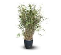 Attitude Jardin - Fargesia Rufa - bambou - 110-120 cm - ⌀ 24 cm - plante d'extérieur