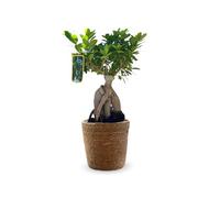 Attitude Jardin - Ficus ginseng avec panier en jonc de mer - bonsai du débutant - ficus microcarpa - 40-50 cm - ⌀ 25 cm - plante d'intérieur