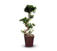 Attitude Jardin - Ficus ginseng - bonsai du débutant - ficus microcarpa - 80-90 cm - ⌀ 25 cm - plante d'intérieur