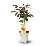 Attitude Jardin - Goyavier Rouge - psidium guajava - arbre fruitier exotique - 90-100 cm - ⌀ 22 cm