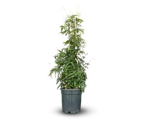 Attitude Jardin - Jasmin polyanthum pyramide - plante grimpante - 70-80 cm - ⌀ 17 cm