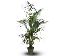 Attitude Jardin - Kentia - palmier - purificateur d'air - 170-190 cm - ⌀ 30 cm - plante d'intérieur - howea forsterian