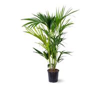 Attitude Jardin - Kentia - palmier - purificateur d'air - 80-90 cm - ⌀ 18 cm - plante d'intérieur - howea forsterian