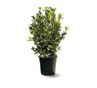 Attitude Jardin - Laurier sauce - laurus nobilis - 100-110 cm - ⌀ 22 cm - plante d'extérieur