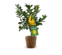 Attitude Jardin - Main de bouddha avec panier en jonc de mer - citrus medica var. sarcodactylis - agrume méditerranéen - arbre fruitier - 75-85 cm - ⌀ 25 cm