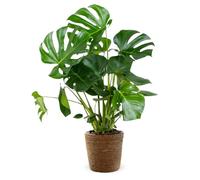 Attitude Jardin - Monstera deliciosa avec panier en jonc de mer - plante trouée - purificateur d'air - 70-80 cm - ⌀ 19 cm - plante d'intérieur