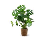 Attitude Jardin - Monstera deliciosa avec panier en jonc de mer - plante trouée - purificateur d'air - 80-90 cm - ⌀ 22 cm - plante d'intérieur