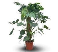 Attitude Jardin - Monstera deliciosa - plante trouée avec tuteur - purificateur d'air - 150-170 cm - ⌀ 30 cm - plante d'intérieur