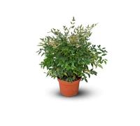 Attitude Jardin - Nandina domestication - bambou sacré - 40-50 cm - ⌀ 18 cm - plante d'extérieur