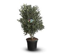 Attitude Jardin - Olivier europaea avec mini bouteille d’huile d’olive - arbuste méditerranéen - 90-100 cm - ⌀ 28 cm - plante d'extérieur
