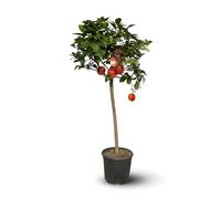 Attitude Jardin - Oranger Arcobal - citrus meyer sinensis - agrume méditerranéen - arbre fruitier - 110-120 cm - ⌀ 22 cm