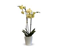Attitude Jardin - Orchidée jaune - double branche - phalaenopsis - 60-70 cm - ⌀ 12 cm - cache pot en céramique blanc