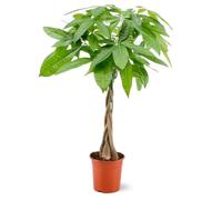 Attitude Jardin - Pachira aquatica - plante d'intérieur - peu d'entretien - 100-110 cm - ⌀ 21 cm - money tree
