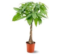 Attitude Jardin - Pachira aquatica - plante d'intérieur - peu d'entretien - 70-80 cm - ⌀ 17 cm - money tree