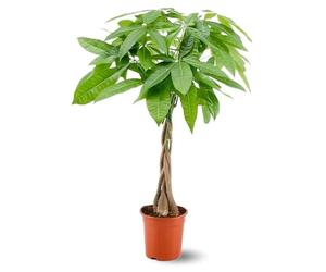 Attitude Jardin - Pachira aquatica - plante d'intérieur - peu d'entretien - 70-80 cm - ⌀ 17 cm - money tree