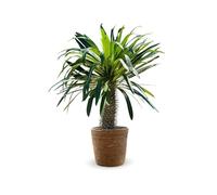 Attitude Jardin - Pachypodium lamerei avec panier en jonc de mer - palmier de madagascar - 80-90 cm - ⌀ 25 cm - cactus et plantes grasses