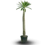 Attitude Jardin - Pachypodium lamerei - palmier de madagascar - 150-170 cm - ⌀ 30 cm - cactus et plantes grasses