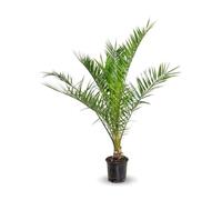 Attitude Jardin - Phoenix canariensis - palmier - 90-100 cm - ⌀ 18 cm - plante d'extérieur
