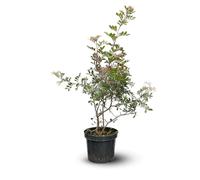 Attitude Jardin - Pistachier lentisque - l'arbre au mastic - 90-100 cm - ⌀ 18 cm - plante d'extérieur