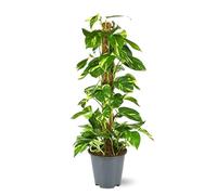 Attitude Jardin - Pothos avec tuteur - epipremnum aureum - 100-110 cm - ⌀ 21 cm - plante d'intérieur
