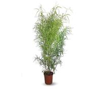 Attitude Jardin - Rhus viminalis - faux bambou - 100-110 cm - ⌀ 24 cm - plante d'extérieur