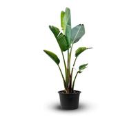 Attitude Jardin - Strelitzia augusta - alba - oiseau de paradis blanc- plante méditerranéenne - 100-110 cm - ⌀ 24 cm - plante d'extérieur