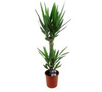 Attitude Jardin - Yucca elephantipes - peu d'entretien - 70-80 cm - ⌀ 17 cm - plante d'intérieur
