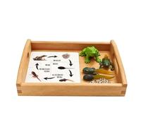 atyzqsm Croissance et Ensemble cognitif Montessori, modèle du Cycle de Vie | Figurines d'animaux de l'aire de langage Montessori Ensemble de modèles biologiques du cycle de vie des animaux réalistes