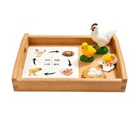 atyzqsm Croissance et Ensemble cognitif Montessori, modèle du Cycle de Vie | Figurines d'animaux de l'aire de langage Montessori Ensemble de modèles biologiques du cycle de vie des animaux réalistes