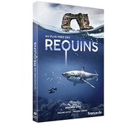 Au plus près des requins